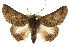  ( - CCDB-15839-G07)  @15 [ ] CreativeCommons - Attribution (2011) ANIC/CBG Photography Group Centre for Biodiversity Genomics