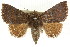  ( - CCDB-15839-G08)  @14 [ ] CreativeCommons - Attribution (2011) ANIC/CBG Photography Group Centre for Biodiversity Genomics