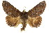 ( - CCDB-15839-G09)  @11 [ ] CreativeCommons - Attribution (2011) ANIC/CBG Photography Group Centre for Biodiversity Genomics