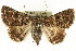  ( - CCDB-15839-H09)  @14 [ ] CreativeCommons - Attribution (2011) ANIC/CBG Photography Group Centre for Biodiversity Genomics