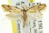  ( - CCDB-15840-C06)  @11 [ ] CreativeCommons - Attribution (2011) ANIC/CBG Photography Group Centre for Biodiversity Genomics