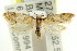  ( - CCDB-15840-C07)  @11 [ ] CreativeCommons - Attribution (2011) ANIC/CBG Photography Group Centre for Biodiversity Genomics