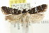  ( - CCDB-15840-G04)  @12 [ ] CreativeCommons - Attribution (2011) ANIC/CBG Photography Group Centre for Biodiversity Genomics