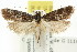  ( - CCDB-15840-G05)  @12 [ ] CreativeCommons - Attribution (2011) ANIC/CBG Photography Group Centre for Biodiversity Genomics