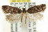  ( - CCDB-15840-G10)  @12 [ ] CreativeCommons - Attribution (2011) ANIC/CBG Photography Group Centre for Biodiversity Genomics