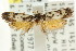  ( - CCDB-15840-H05)  @11 [ ] CreativeCommons - Attribution (2011) ANIC/CBG Photography Group Centre for Biodiversity Genomics