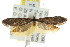  ( - CCDB-15841-A06)  @12 [ ] CreativeCommons - Attribution (2011) ANIC/CBG Photography Group Centre for Biodiversity Genomics