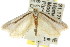  ( - CCDB-15841-A10)  @12 [ ] CreativeCommons - Attribution (2011) ANIC/CBG Photography Group Centre for Biodiversity Genomics