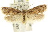  ( - CCDB-15841-C10)  @11 [ ] CreativeCommons - Attribution (2011) ANIC/CBG Photography Group Centre for Biodiversity Genomics