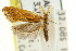  ( - CCDB-15841-E09)  @11 [ ] CreativeCommons - Attribution (2011) ANIC/CBG Photography Group Centre for Biodiversity Genomics