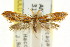  ( - CCDB-15841-E11)  @11 [ ] CreativeCommons - Attribution (2011) ANIC/CBG Photography Group Centre for Biodiversity Genomics