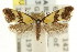  ( - CCDB-15841-F02)  @11 [ ] CreativeCommons - Attribution (2011) ANIC/CBG Photography Group Centre for Biodiversity Genomics