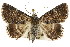  ( - CCDB-15842-A02)  @15 [ ] CreativeCommons - Attribution (2011) ANIC/CBG Photography Group Centre for Biodiversity Genomics