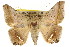  (Macaldenia - CCDB-15842-A07)  @15 [ ] CreativeCommons - Attribution (2011) ANIC/CBG Photography Group Centre for Biodiversity Genomics