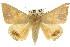  (Achaea gravata - CCDB-15842-B01)  @11 [ ] CreativeCommons - Attribution (2011) ANIC/CBG Photography Group Centre for Biodiversity Genomics