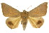  ( - CCDB-15842-B04)  @11 [ ] CreativeCommons - Attribution (2011) ANIC/CBG Photography Group Centre for Biodiversity Genomics