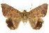  (Achaea mercatoria - CCDB-15842-B05)  @15 [ ] CreativeCommons - Attribution (2011) ANIC/CBG Photography Group Centre for Biodiversity Genomics