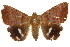  ( - CCDB-15842-B06)  @14 [ ] CreativeCommons - Attribution (2011) ANIC/CBG Photography Group Centre for Biodiversity Genomics