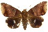  ( - CCDB-15842-B07)  @15 [ ] CreativeCommons - Attribution (2011) ANIC/CBG Photography Group Centre for Biodiversity Genomics