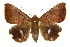  ( - CCDB-15842-B08)  @15 [ ] CreativeCommons - Attribution (2011) ANIC/CBG Photography Group Centre for Biodiversity Genomics
