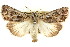  ( - CCDB-15842-B09)  @15 [ ] CreativeCommons - Attribution (2011) ANIC/CBG Photography Group Centre for Biodiversity Genomics