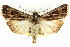  ( - CCDB-15842-B10)  @11 [ ] CreativeCommons - Attribution (2011) ANIC/CBG Photography Group Centre for Biodiversity Genomics