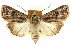  ( - CCDB-15842-B11)  @11 [ ] CreativeCommons - Attribution (2011) ANIC/CBG Photography Group Centre for Biodiversity Genomics