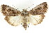  ( - CCDB-15842-B12)  @11 [ ] CreativeCommons - Attribution (2011) ANIC/CBG Photography Group Centre for Biodiversity Genomics
