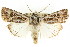  ( - CCDB-15842-C04)  @14 [ ] CreativeCommons - Attribution (2011) ANIC/CBG Photography Group Centre for Biodiversity Genomics