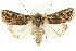  ( - CCDB-15842-C06)  @11 [ ] CreativeCommons - Attribution (2011) ANIC/CBG Photography Group Centre for Biodiversity Genomics