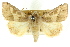  ( - CCDB-15842-C09)  @11 [ ] CreativeCommons - Attribution (2011) ANIC/CBG Photography Group Centre for Biodiversity Genomics