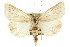  ( - CCDB-15842-E08)  @14 [ ] CreativeCommons - Attribution (2011) ANIC/CBG Photography Group Centre for Biodiversity Genomics