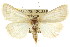  ( - CCDB-15842-E09)  @14 [ ] CreativeCommons - Attribution (2011) ANIC/CBG Photography Group Centre for Biodiversity Genomics