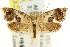  ( - CCDB-15843-A09)  @11 [ ] CreativeCommons - Attribution (2011) ANIC/CBG Photography Group Centre for Biodiversity Genomics