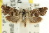  ( - CCDB-15843-B09)  @11 [ ] CreativeCommons - Attribution (2011) ANIC/CBG Photography Group Centre for Biodiversity Genomics