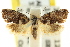  ( - CCDB-15843-B11)  @11 [ ] CreativeCommons - Attribution (2011) ANIC/CBG Photography Group Centre for Biodiversity Genomics