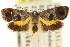  ( - CCDB-15843-F11)  @14 [ ] CreativeCommons - Attribution (2011) ANIC/CBG Photography Group Centre for Biodiversity Genomics