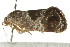  ( - CCDB-15843-G04)  @12 [ ] CreativeCommons - Attribution (2011) ANIC/CBG Photography Group Centre for Biodiversity Genomics