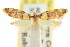  ( - CCDB-15844-B07)  @11 [ ] CreativeCommons - Attribution (2011) ANIC/CBG Photography Group Centre for Biodiversity Genomics