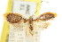  ( - CCDB-15844-C02)  @11 [ ] CreativeCommons - Attribution (2011) ANIC/CBG Photography Group Centre for Biodiversity Genomics