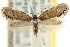  ( - CCDB-15844-C11)  @11 [ ] CreativeCommons - Attribution (2011) ANIC/CBG Photography Group Centre for Biodiversity Genomics