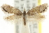  ( - CCDB-15844-D03)  @11 [ ] CreativeCommons - Attribution (2011) ANIC/CBG Photography Group Centre for Biodiversity Genomics