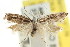  ( - CCDB-15844-F10)  @11 [ ] CreativeCommons - Attribution (2011) ANIC/CBG Photography Group Centre for Biodiversity Genomics
