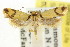  ( - CCDB-15845-E01)  @12 [ ] CreativeCommons - Attribution (2011) ANIC/CBG Photography Group Centre for Biodiversity Genomics