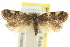 ( - CCDB-15847-C07)  @11 [ ] CreativeCommons - Attribution (2011) ANIC/CBG Photography Group Centre for Biodiversity Genomics