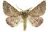  ( - CCDB-15848-D07)  @15 [ ] CreativeCommons - Attribution (2011) ANIC/CBG Photography Group Centre for Biodiversity Genomics