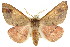  ( - CCDB-15848-D08)  @15 [ ] CreativeCommons - Attribution (2011) ANIC/CBG Photography Group Centre for Biodiversity Genomics