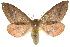  ( - CCDB-15848-E02)  @15 [ ] CreativeCommons - Attribution (2011) ANIC/CBG Photography Group Centre for Biodiversity Genomics