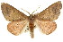  ( - CCDB-15848-E03)  @15 [ ] CreativeCommons - Attribution (2011) ANIC/CBG Photography Group Centre for Biodiversity Genomics