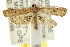  ( - CCDB-15849-B06)  @13 [ ] CreativeCommons - Attribution (2011) ANIC/CBG Photography Group Centre for Biodiversity Genomics